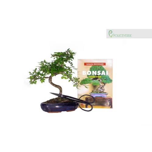 Kit Bonsai - Bonsai Olmo Cinese, Forbice rametti e libro Bonsai corso base