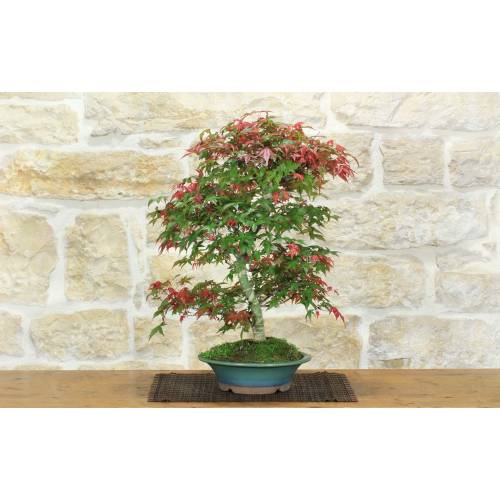 1 - Bonsai di Acero Palmato Deshojo (87)