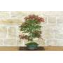 1 - Bonsai di Acero Palmato Deshojo (87)