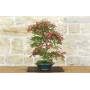 3 - Bonsai di Acero Palmato Deshojo (87)