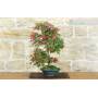 4 - Bonsai di Acero Palmato Deshojo (87)