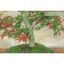 5 - Bonsai di Acero Palmato Deshojo (87)
