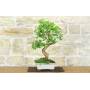 1 - Bonsai di Gelso Bianco (71)