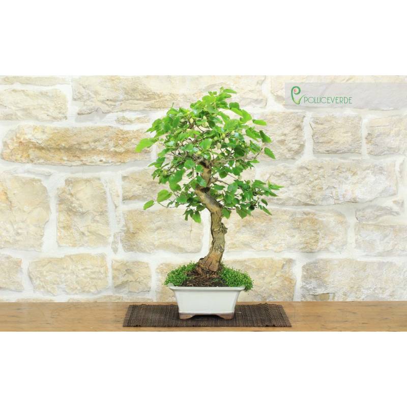White Mulberry Bonsai (71) | 180.00 | Pollice Verde