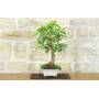 2 - Bonsai di Gelso Bianco (71)