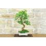3 - Bonsai di Gelso Bianco (71)