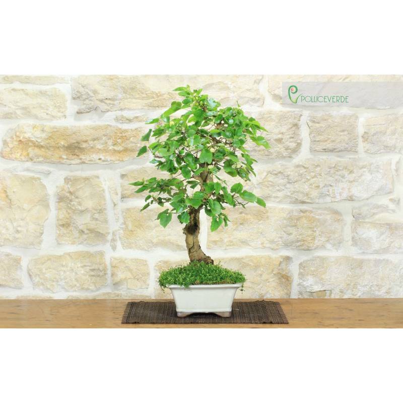 Bonsai aus weiem Maulbeerbaum (71) | 180,00  | Pollice Verde