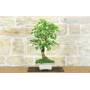 4 - Bonsai di Gelso Bianco (71)