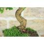 5 - Bonsai di Gelso Bianco (71)