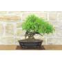 1 - Bonsai di Lentisco (76)