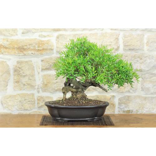 1 - Bonsai di Lentisco (76)