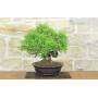 2 - Bonsai di Lentisco (76)