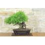 3 - Bonsai di Lentisco (76)