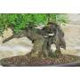 6 - Bonsai di Lentisco (76)