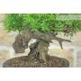 7 - Bonsai di Lentisco (76)
