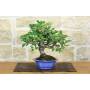 1 - Bonsai di Melo da fiore (148)