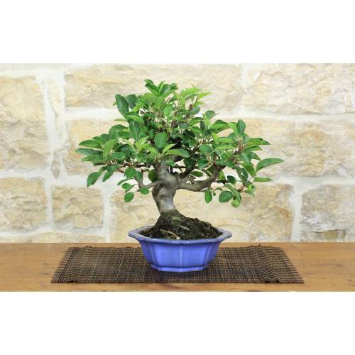 1 - Bonsai di Melo da fiore (148)
