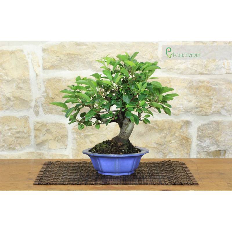 cotoneaster bonsai indoor or outdoor Thyme Leaf Cotoneaster on 12