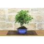 4 - Bonsai di Melo da fiore (148)
