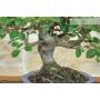 5 - Bonsai di Melo da fiore (148)