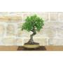 1 - Bonsai di Prugnolo (37)