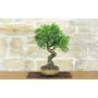 2 - Bonsai di Prugnolo (37)
