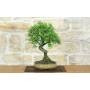 3 - Bonsai di Prugnolo (37)