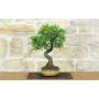 4 - Bonsai di Prugnolo (37)