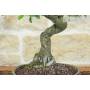 5 - Bonsai di Prugnolo (37)