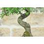 6 - Bonsai di Prugnolo (37)