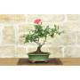1 - Bonsai di Rosa (62)