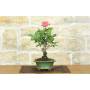 2 - Bonsai di Rosa (62)