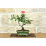 3 - Bonsai di Rosa (62)