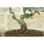 6 - Bonsai di Rosa (62)