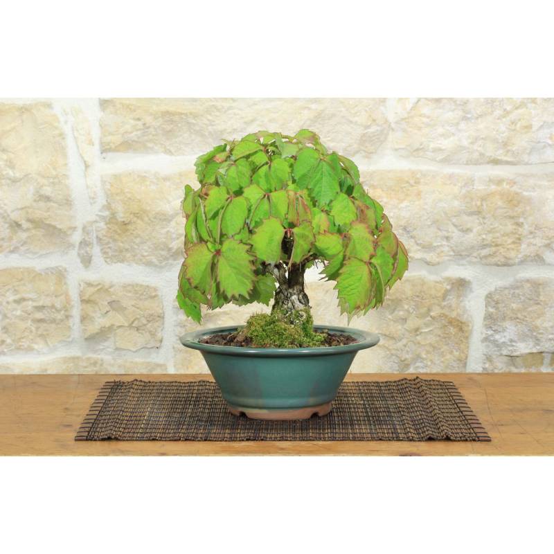 bonsai spruch Geschenk für Lehrerin – Holzdeko mit Moos & Spruch main image 0