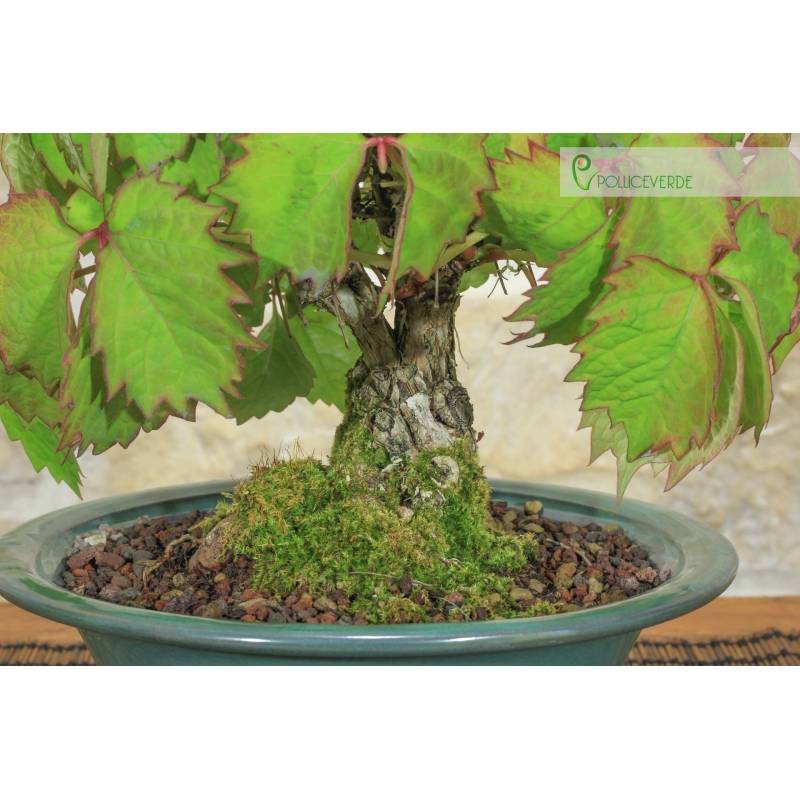 erde für bonsai selber mischen Green Home Bonsai Erde main image 1