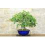 3 - Bonsai di Fico (77)