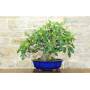 4 - Bonsai di Fico (77)