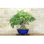 5 - Bonsai di Fico (77)