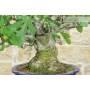 7 - Bonsai di Fico (77)