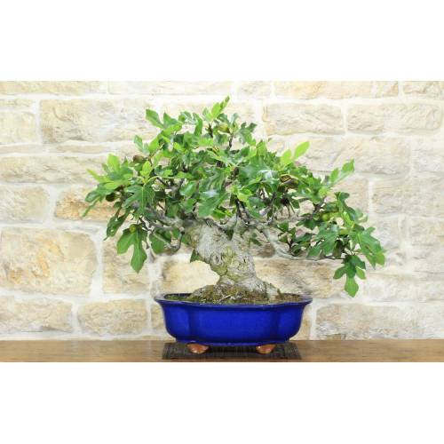 Feigenbonsai (77)