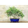 Bonsai di Fico (77)