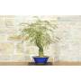 2 - Bonsai di Acacia di Costantinopoli (14)