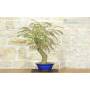 3 - Bonsai di Acacia di Costantinopoli (14)
