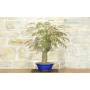 4 - Bonsai di Acacia di Costantinopoli (14)