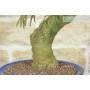 5 - Bonsai di Acacia di Costantinopoli (14)
