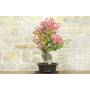 2 - Bonsai di Bougainvillea Californiana (15)