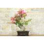 3 - Bonsai di Bougainvillea Californiana (15)