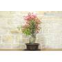 4 - Bonsai di Bougainvillea Californiana (15)