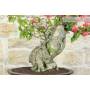 5 - Bonsai di Bougainvillea Californiana (15)